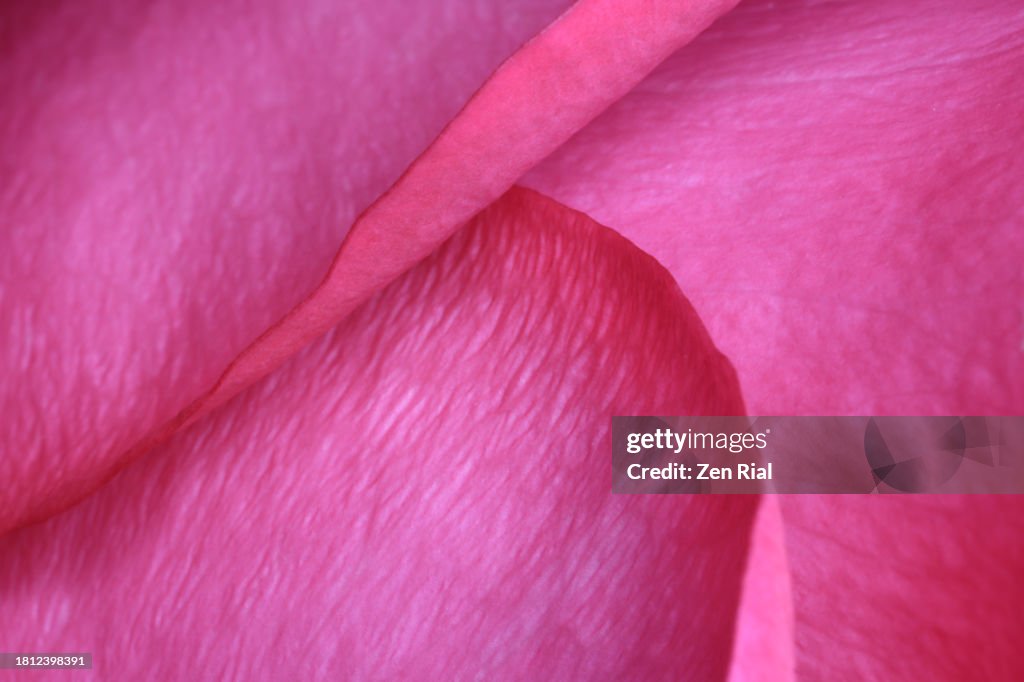 Curled pink rose petals, close up in full frame