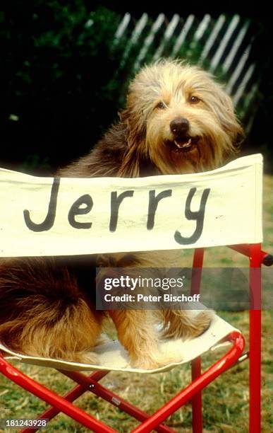 Hund "Jerry" , ZDF-Serie "Schwarzwaldklinik" Glottertal/Schwarzwald, , Tier, Haustier, Regiestuhl, Stuhl,