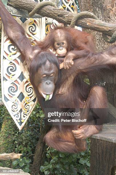 Reise, Singapur, Asien, Orang Utan-Dame mit Baby, Tier, klettern, auf dem Rücken sitzen, Zoo, ,