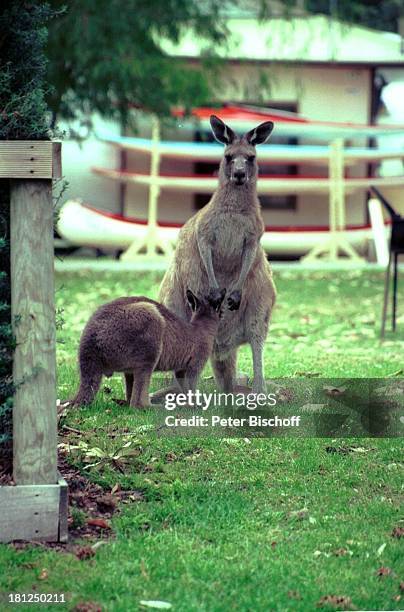 Känguru mit Nachwuchs, Australien, Rasen, Wiese, Kanu, Kängeruh, Känguruh, Känguru, Kängeru, Tier, ,