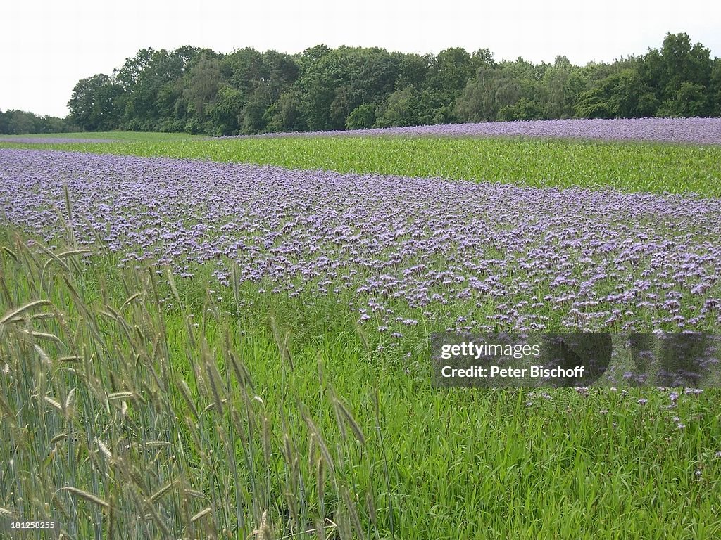 Reise, Worpswede, Niedersachsen, Deutschland, Europa (bei B R E 