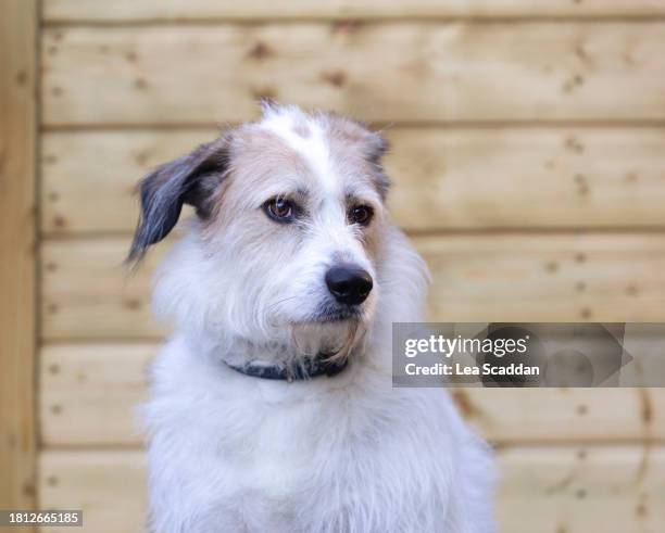 pet dog portrait - two tone color stock pictures, royalty-free photos & images