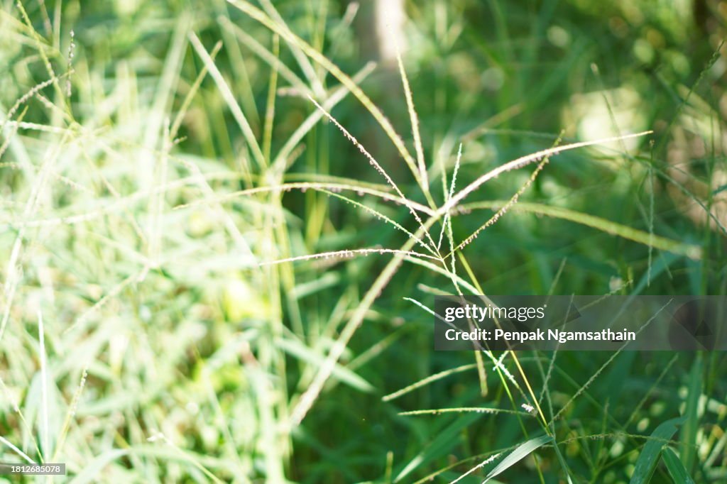 Cynodon dactylon grass