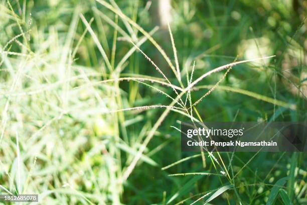 cynodon dactylon grass - cynodon dactylon stock pictures, royalty-free photos & images