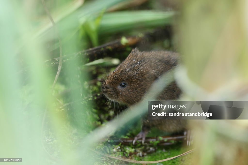 An endangered Water Vole, Arvicola amphibius, hidden in the reeds at the edge of a pond feeding on water plants.