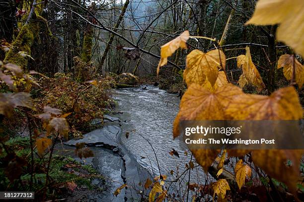 Trees near the Elwha River, west of Port Angeles, Wash. On the state's Olympic Peninsula on November 28, 2012. Sediments that were once trapped in...