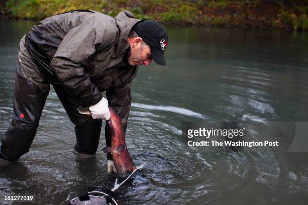 Coho salmon is tagged and measured by Mike McHenry, the Fisheries Habitat Manager, and the Lower Elwha Klallam Tribe hatchery, at a Washington state...