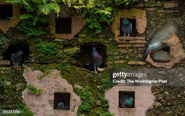 Pigeons are seen in pigeon holes on a stone wall at the Parque De Las Palomas on December 3, 2012 in Old San Juan, PR.