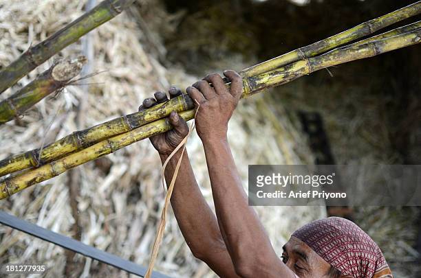 Worker pressing sugar cane, part of the process of making brown sugar in a small factory in Slumbung village. Most Indonesian people use brown sugar...