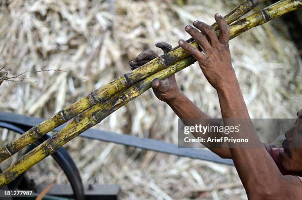 Worker pressing sugar cane, part of the process of making brown sugar in a small factory in Slumbung village. Most Indonesian people use brown sugar...