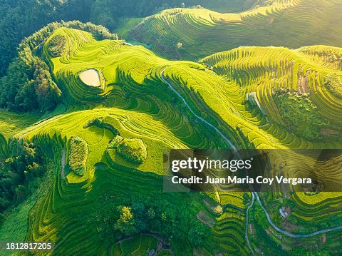 View from above of the beautiful green Longji (Dragon's Backbone) Terraced Rice Fields at sunrise with the “Seven Stars with Moon” viewpoint in the foreground, Longsheng, Longji, Guangxi province, China View from above of the beautiful green Longji (Dragon's Backbone) Terraced Rice Fields at sunrise with the “Seven Stars with Moon” viewpoint in the foreground, Longsheng, Longji, Guangxi province, China