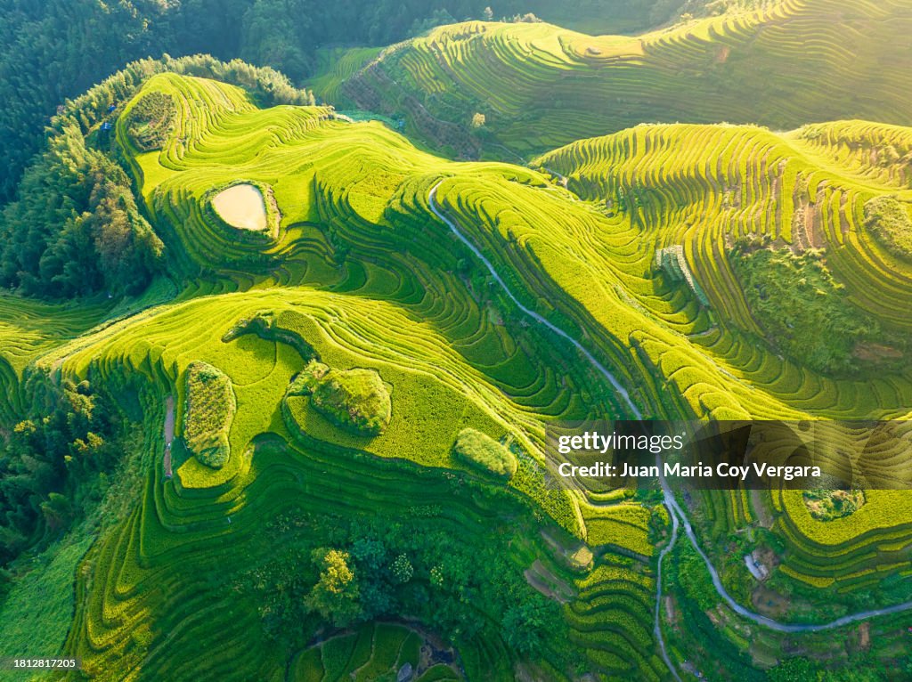 View from above of the beautiful green Longji (Dragon's Backbone) Terraced Rice Fields at sunrise with the “Seven Stars with Moon” viewpoint in the foreground, Longsheng, Longji, Guangxi province, China