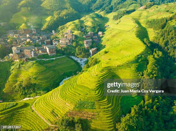 high angle view of longji (dragon's backbone) terraced rice fields at sunset, in the background the farming village of longsheng, longji, guangxi province, china - longsheng stock-fotos und bilder