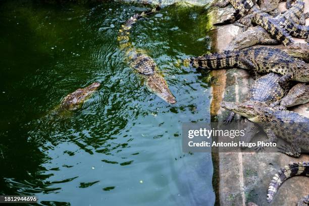 many aquatic varanus in a zoological garden in vietnam - alligator nest stock pictures, royalty-free photos & images