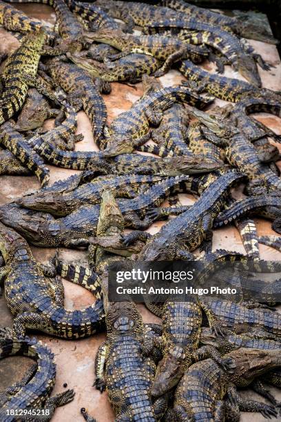 many aquatic varanus in a zoological garden in vietnam - alligator nest imagens e fotografias de stock
