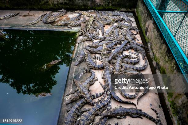 many aquatic varanus in a zoological garden in vietnam - alligator nest stock pictures, royalty-free photos & images