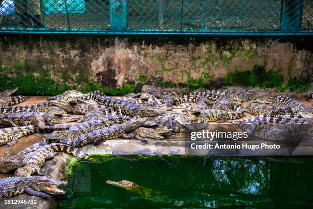 many aquatic varanus in a zoological garden in vietnam - alligator nest stockfoto's en -beelden