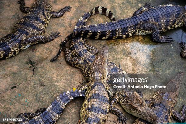 many aquatic varanus in a zoological garden in vietnam - alligator nest stock-fotos und bilder