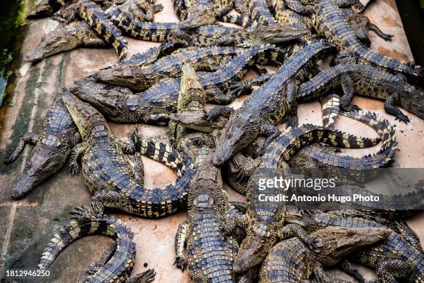 many aquatic varanus in a zoological garden in vietnam - alligator nest stockfoto's en -beelden