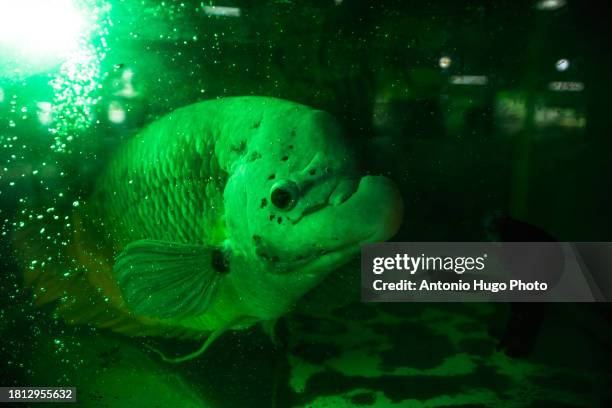 fish in an aquarium - pets icon blue stock pictures, royalty-free photos & images