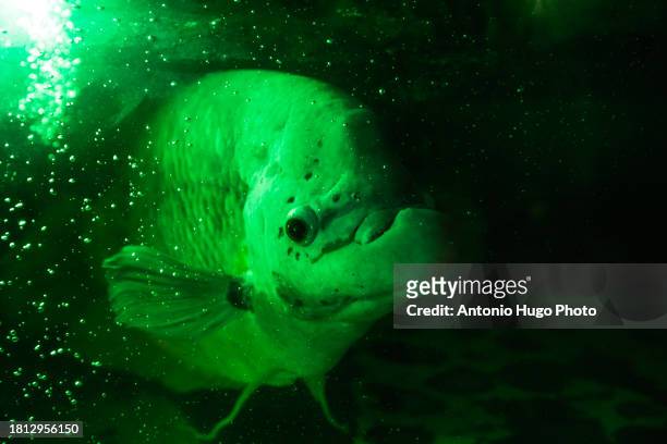 fish in an aquariumfish in an aquarium - sea life cartoon stock pictures, royalty-free photos & images