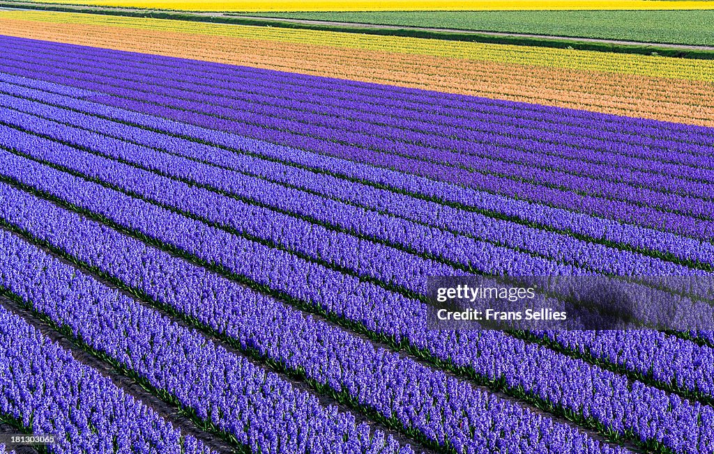 Flower fields in spring in Holland