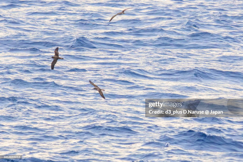 A beautiful Streaked Shearwater in flight seen in the sea of Izuoshima.
On board the ship Sarubia Maru on Tokai Kisen's Tokyo Bay to Izu Islands route.
Photo Taken November 1-5, 2023.