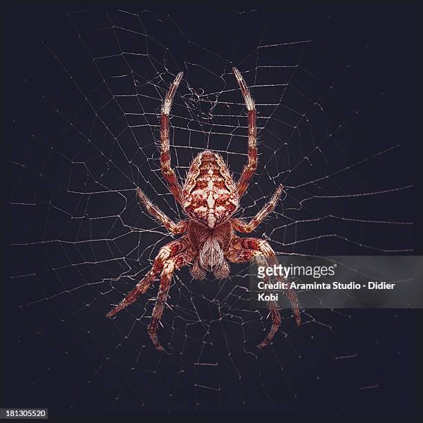 araneus diadematus - aranha de jardim - fotografias e filmes do acervo