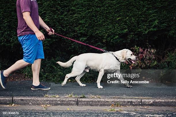 man walking his pet dog - white shorts stock pictures, royalty-free photos & images