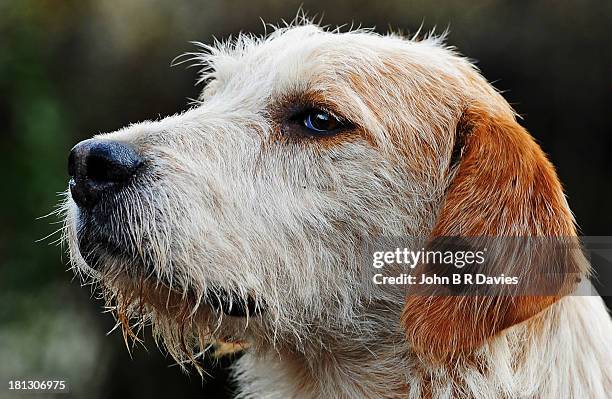 foxhound. - foxhound stock pictures, royalty-free photos & images