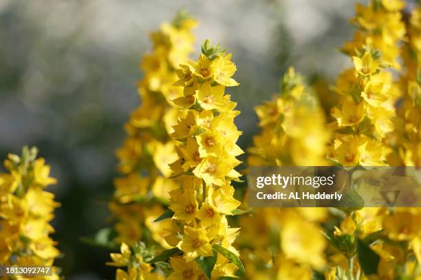 lysimachia punctata flowering in a garden - loosestrife stock pictures, royalty-free photos & images