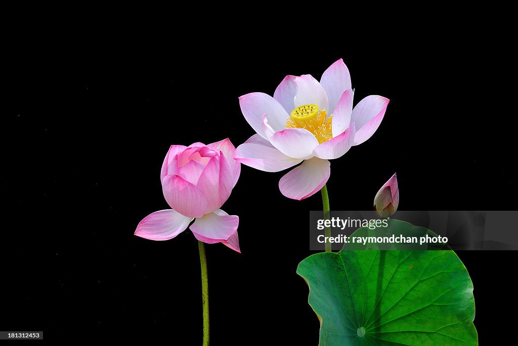 Lotus