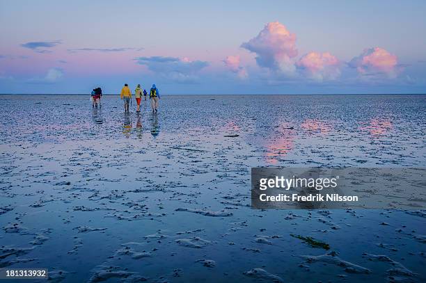 people mud walking at sunset - low tide stockfoto's en -beelden