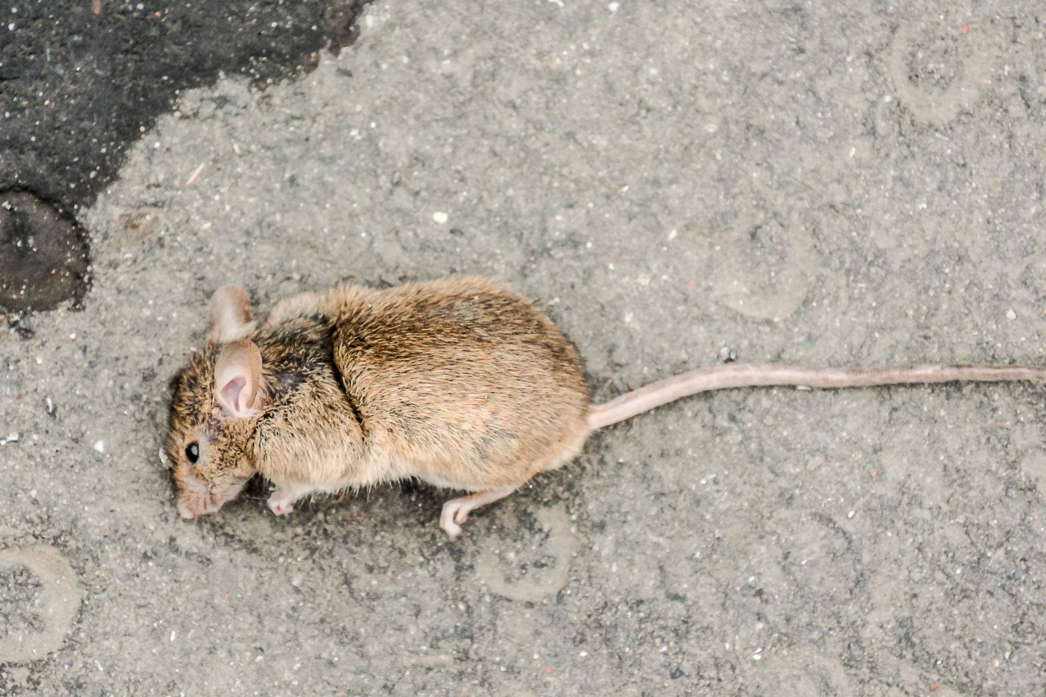 rats in paris