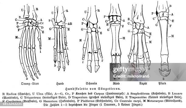 old engraved illustration of limb skeleton of mammals (orangutan, dog, pig, tapir, ox, horse) - tibia stock pictures, royalty-free photos & images