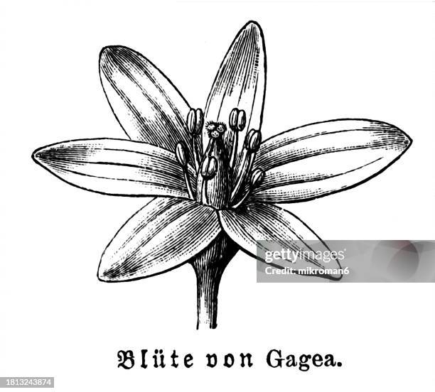 old engraved illustration of botany, gagea flower, a large genus of spring flowers in the lily family - gagea stock pictures, royalty-free photos & images