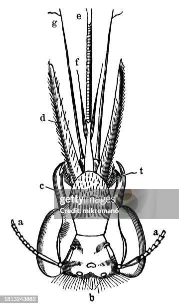 old engraved illustration of anatomy of the honey bee's mouthpart - animal mouth stock illustrations fotografías e imágenes de stock