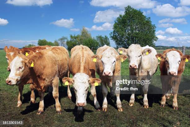 happy cows on the field, looking to camera - herding stock pictures, royalty-free photos & images