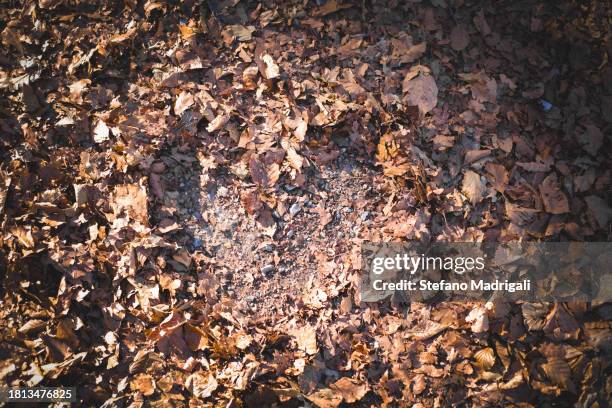 heart  shape among brown leaves - buch icon stock pictures, royalty-free photos & images