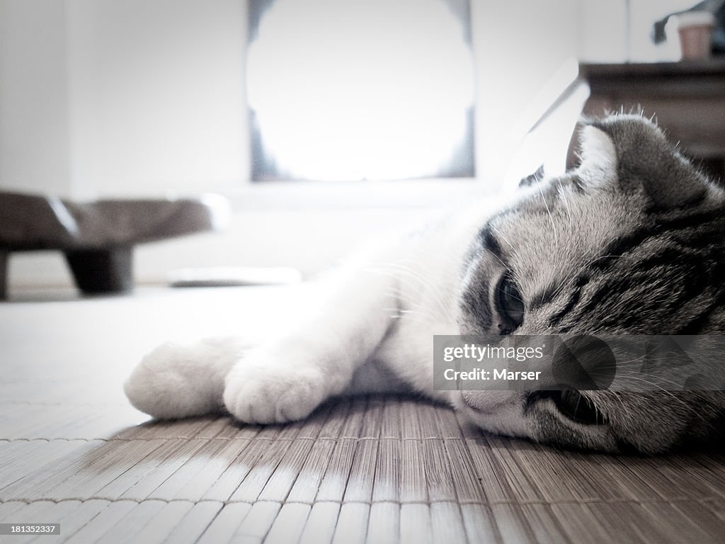 A kitten lying on tatami mat