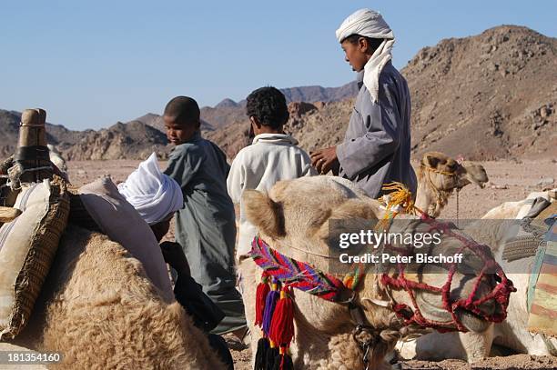 Kamele in der Wüste bei Hurghada, Ägypten, Afrika, , Nomaden, Berge, Tier, Tiere, Wüstentour, Prod.-Nr.: 523/2006, Reise,