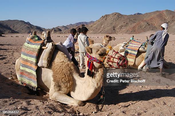 Kamele in der Wüste bei Hurghada, Ägypten, Afrika, , Nomaden, Berge, Tier, Tiere, Wüstentour, Prod.-Nr.: 523/2006, Reise,