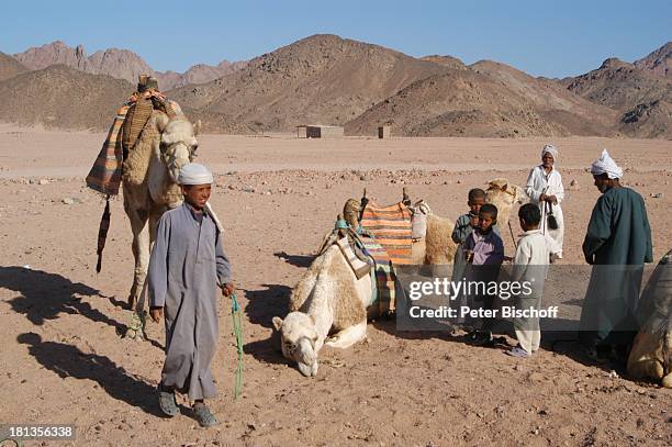 Kamele in der Wüste bei Hurghada, Ägypten, Afrika, , Nomaden, Berge, Tier, Tiere, Wüstentour, Prod.-Nr.: 523/2006, Reise,