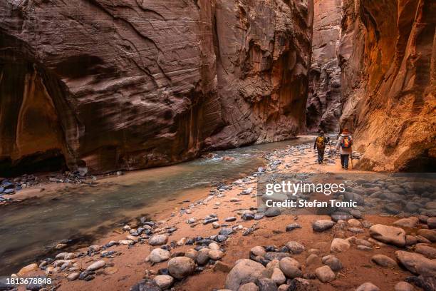 hiking up the virgin river into the narrows of zion national park in utah - river virgin stock pictures, royalty-free photos & images