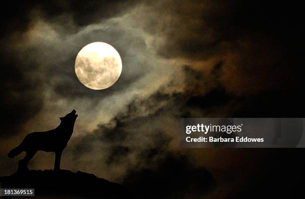 3 6点の遠吠えのストックフォト Getty Images 3 6点の遠吠えのストックフォト Getty Images