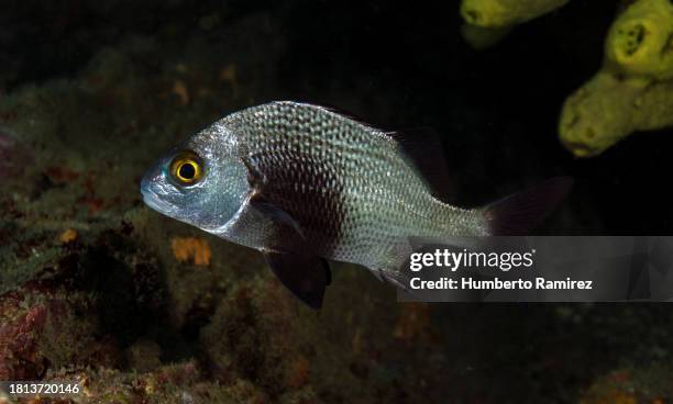 black margate grunt. - porkfish bildbanksfoton och bilder