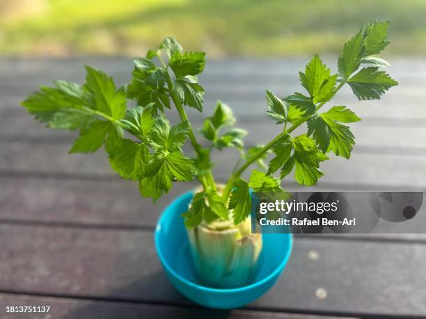 regrowing celery from scrap stalk - selderij stockfoto's en -beelden