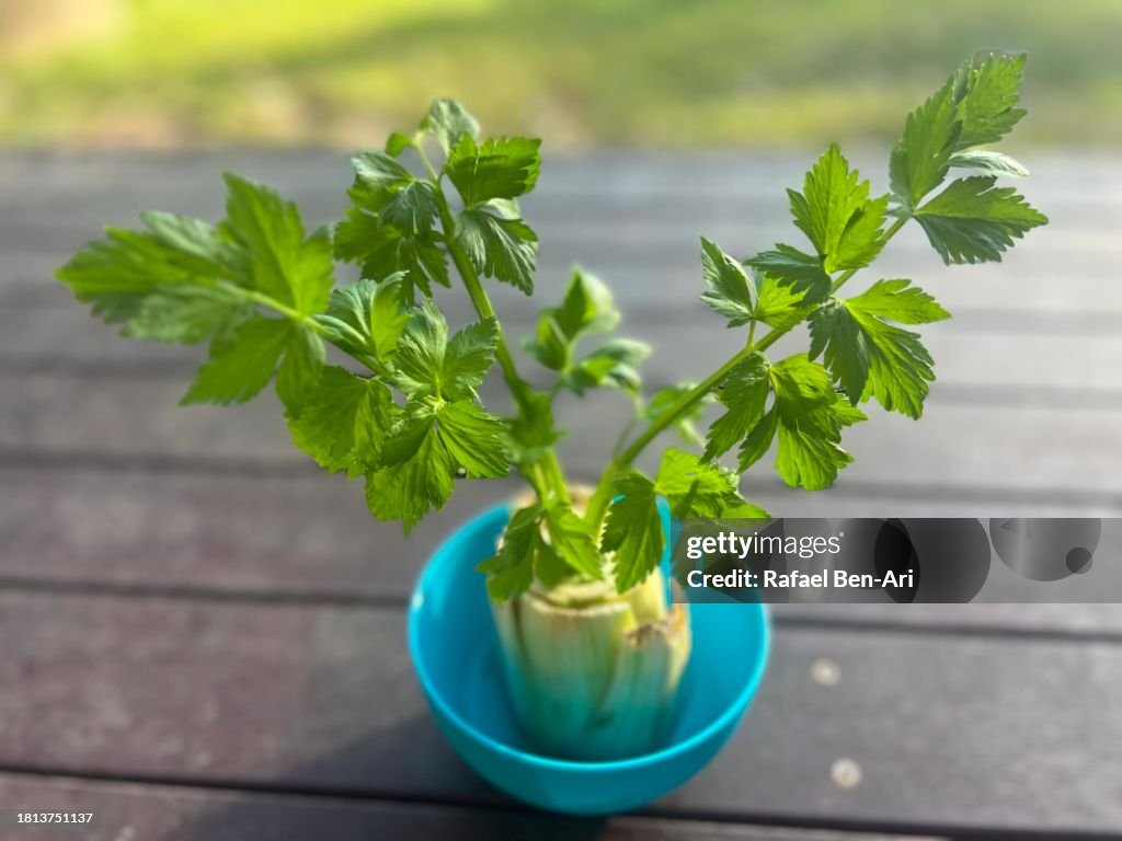 Regrowing Celery from scrap stalk
