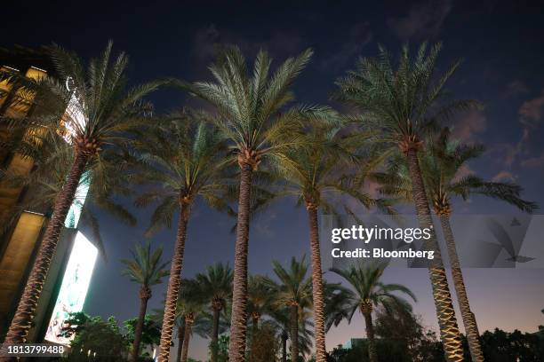 Palm trees in the Blue Zone on the opening day of the COP28 climate conference at Expo City in Dubai, United Arab Emirates, on Thursday, Nov. 30,...