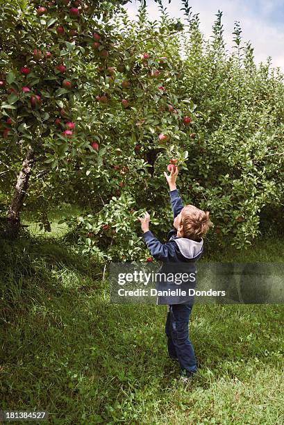 little boy reaching up to pick an apple - ottawa people stock pictures, royalty-free photos & images